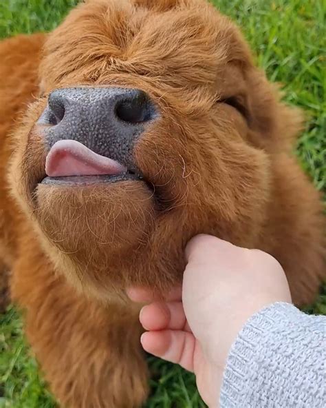 hu cows|Abby .